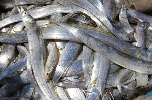 tác dụng của cá hố đối với sức khỏe