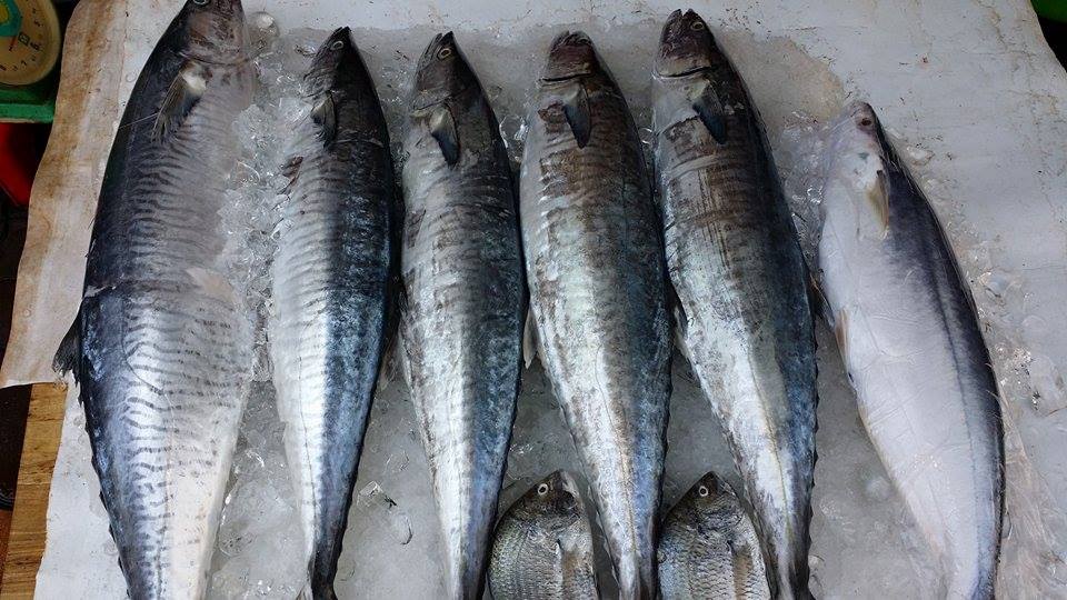 tác dụng của cá thu