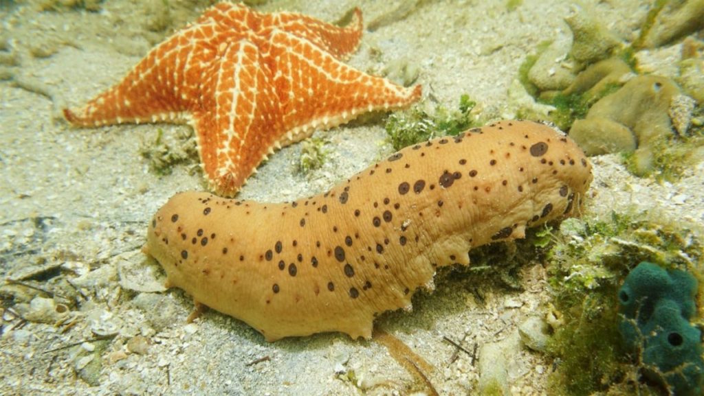 cách nấu canh hải sâm