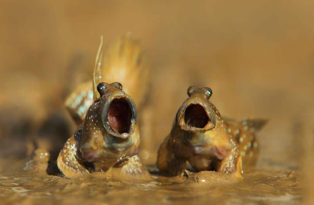 cá thòi lòi là gì