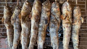 cá thòi lòi làm món gì ngon