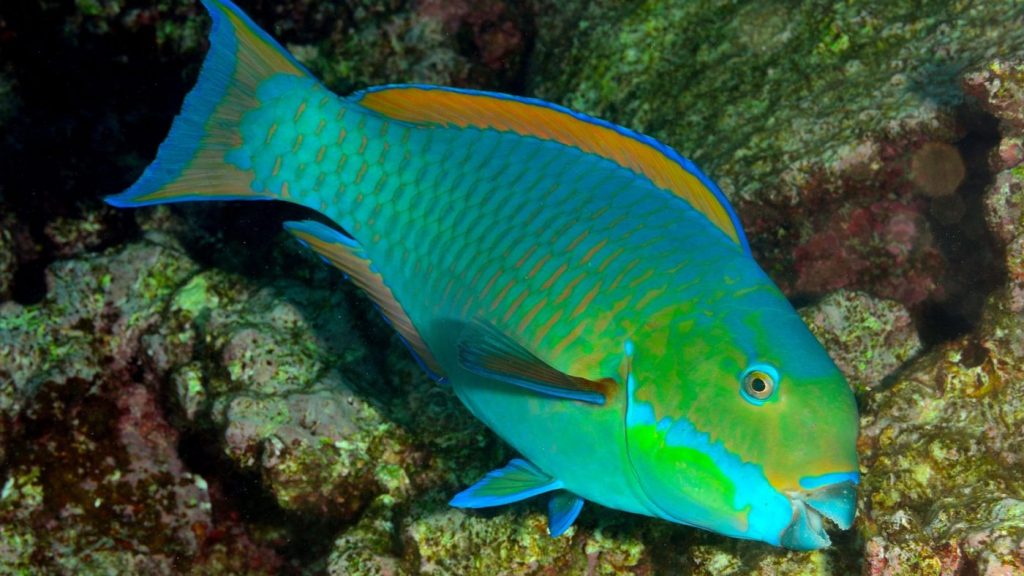 cá mó làm món gì ngon