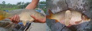 cách chọ cá chép giòn ngon