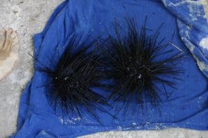 nhum biển có tác dụng gì