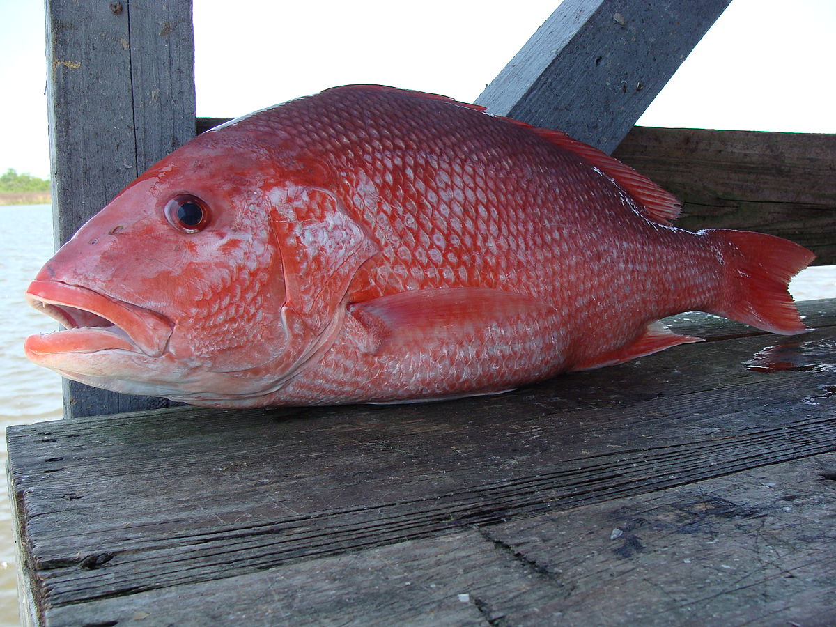 Cá sơn đỏ làm món gì các loại cá sơn đỏ tại việt nam  hải sản tươi sống