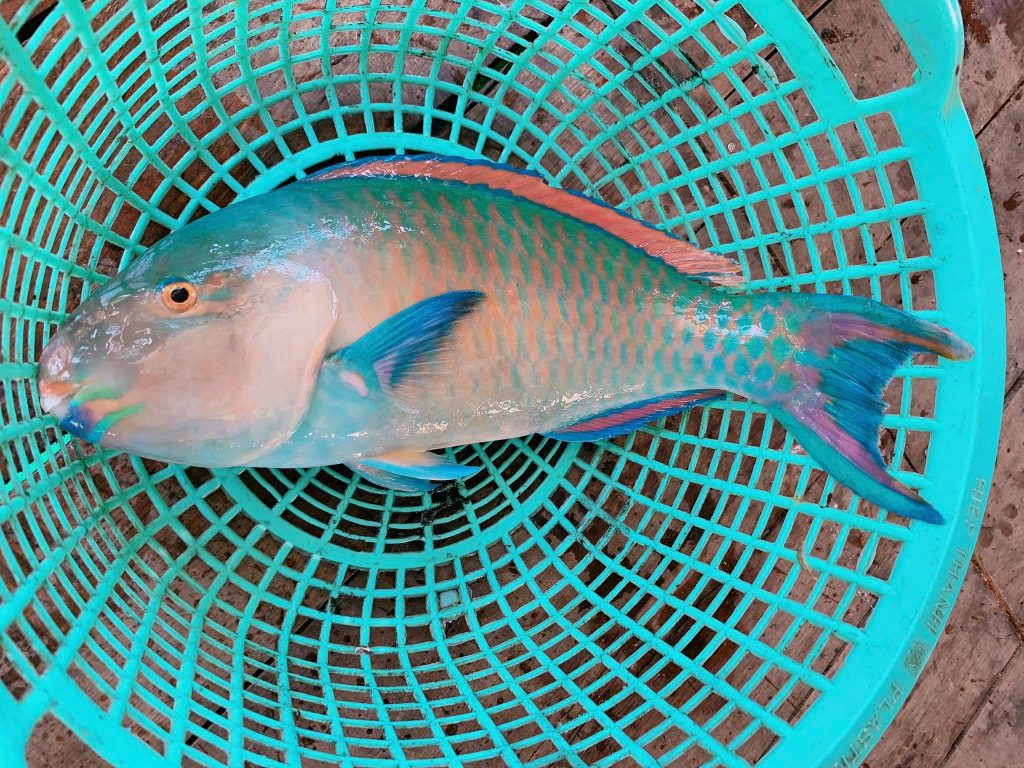 cá mó là cá sông hay cá biển