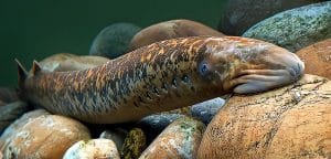 cá ninja là cá gì