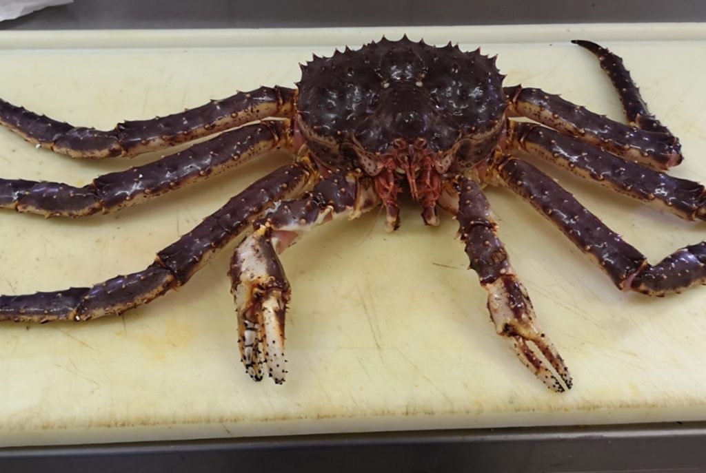 cách chọn cua hoàng đế ngon