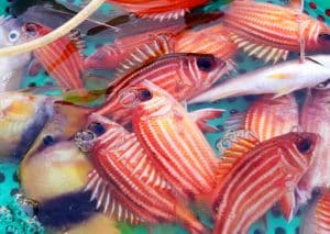 cá bã trầu làm món gì ngon