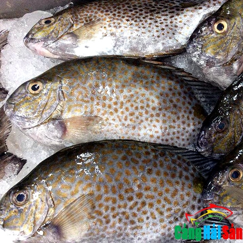 món ngon từ cá dìa