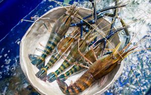 thức ăn cho tôm càng xanh