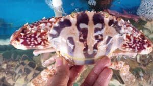 ghẹ đỏ có độc không