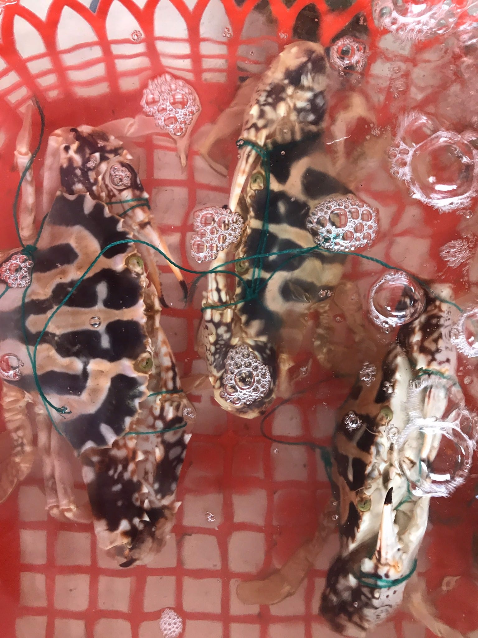 cách chọn ghẹ ngon