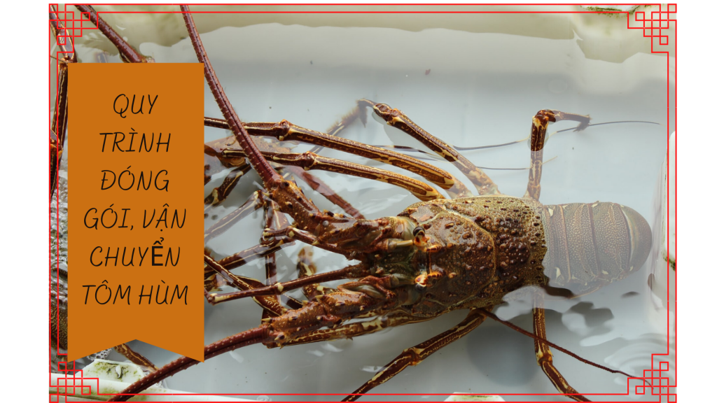 cách vận chuyển tôm còn sống