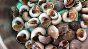 cách chọn ốc mỡ tươi ngon