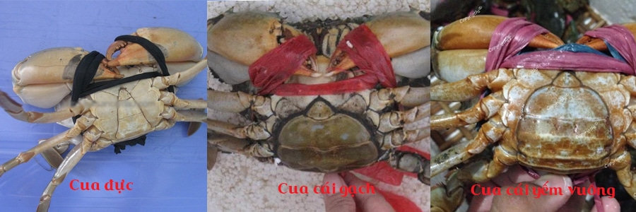 cách chọn cua ngon