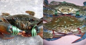 cua sáng trăng ghẹ tối trời