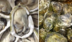 cách nấu hàu ngon