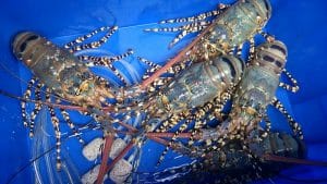 Cách bảo quản tôm hùm vận chuyển đường dài hiệu quả cùng Viet Moving